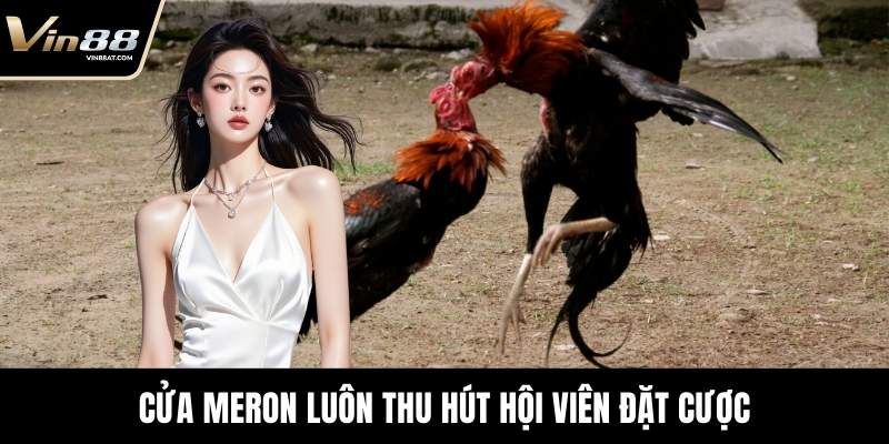 Đá Gà Thomo - Sới Đấu Cuồng Nhiệt Đỉnh Cao Tại VIN88 4 Cửa Meron luôn thu hút hội viên đặt cược