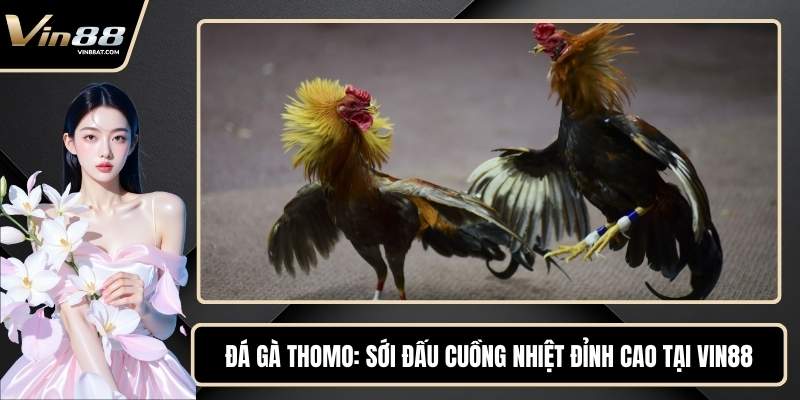 Đá Gà Thomo - Sới Đấu Cuồng Nhiệt Đỉnh Cao Tại VIN88 1 Đá Gà Thomo - Sới Đấu Cuồng Nhiệt Đỉnh Cao Tại VIN88