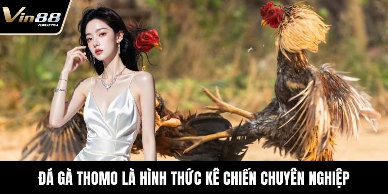 Đá Gà Thomo - Sới Đấu Cuồng Nhiệt Đỉnh Cao Tại VIN88 2 Đá gà Thomo là hình thức kê chiến chuyên nghiệp