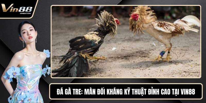 Đá Gà Tre - Màn Đối Kháng Kỹ Thuật Đỉnh Cao Tại VIN88 1 Đá Gà Tre - Màn Đối Kháng Kỹ Thuật Đỉnh Cao Tại VIN88