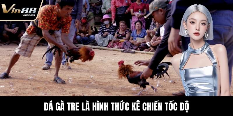 Đá Gà Tre - Màn Đối Kháng Kỹ Thuật Đỉnh Cao Tại VIN88 2 Đá gà tre là hình thức kê chiến tốc độ
