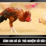 Sảnh AOG Đá Gà - Trải Nghiệm Sới Đấu Chuẩn Tại VIN88