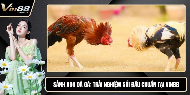 Sảnh AOG Đá Gà - Trải Nghiệm Sới Đấu Chuẩn Tại VIN88 1 Sảnh AOG Đá Gà - Trải Nghiệm Sới Đấu Chuẩn Tại VIN88