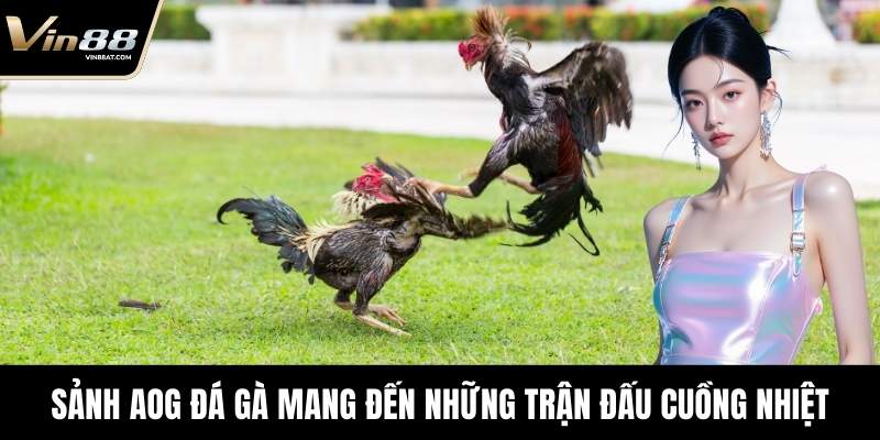 Sảnh AOG Đá Gà - Trải Nghiệm Sới Đấu Chuẩn Tại VIN88 2 Sảnh AOG Đá Gà mang đến những trận đấu cuồng nhiệt