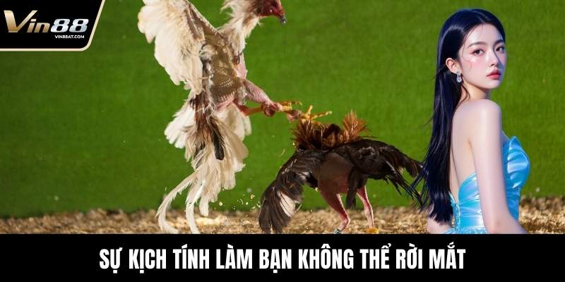 Đá Gà Tre - Màn Đối Kháng Kỹ Thuật Đỉnh Cao Tại VIN88 4 Sự kịch tính làm bạn không thể rời mắt