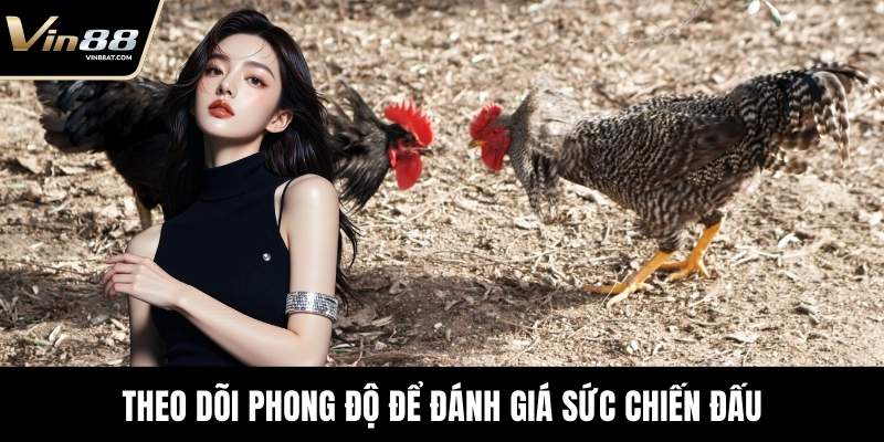 WS168 Đá Gà - Theo Dõi Sới Đấu Chuẩn Xác Tại VIN88 4 Theo dõi phong độ để đánh giá sức chiến đấu