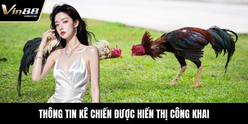 Sảnh AOG Đá Gà - Trải Nghiệm Sới Đấu Chuẩn Tại VIN88 3 Thông tin kê chiến được hiển thị công khai