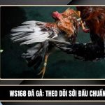 WS168 Đá Gà - Theo Dõi Sới Đấu Chuẩn Xác Tại VIN88