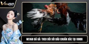 WS168 Đá Gà - Theo Dõi Sới Đấu Chuẩn Xác Tại VIN88