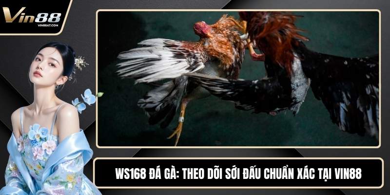 WS168 Đá Gà - Theo Dõi Sới Đấu Chuẩn Xác Tại VIN88 1 WS168 Đá Gà - Theo Dõi Sới Đấu Chuẩn Xác Tại VIN88