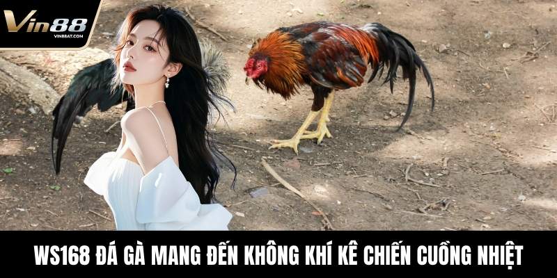 WS168 Đá Gà - Theo Dõi Sới Đấu Chuẩn Xác Tại VIN88 2 WS168 Đá Gà mang đến không khí kê chiến cuồng nhiệt